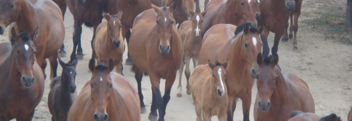 Lusitano’s – 2008-14