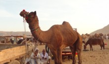 Pushkar Fair