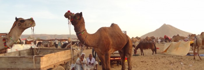 Pushkar Fair