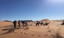 Horses, Dunes & Nomads