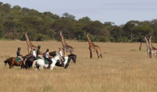 La Grande Migrazione del Serengeti